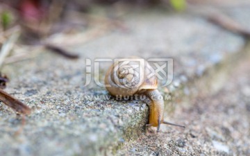 蜗牛 石头