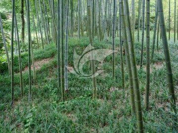 宜兴竹海风景区