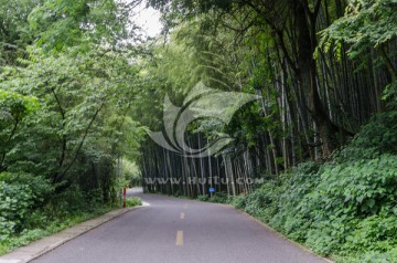 宜兴竹海风景区 林荫路