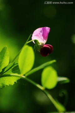 豌豆花