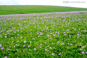 草原春花