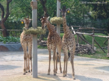 深圳西麗野生動物園