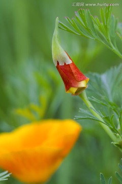 花菱草