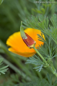 花菱草