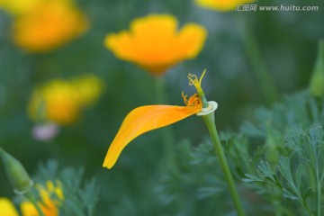 花菱草