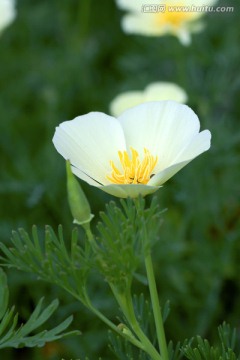 花菱草