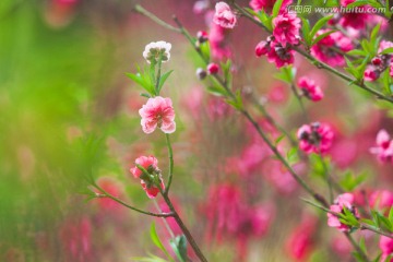 写意桃花