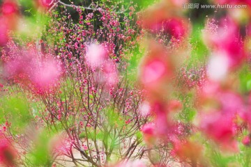 写意桃花