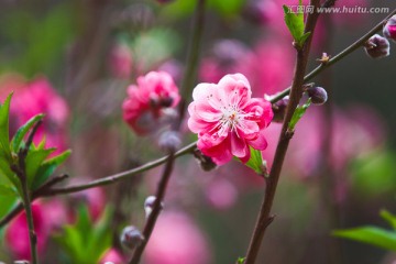 写意桃花