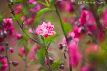 写意桃花