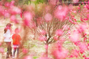 写意桃花