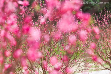 写意桃花