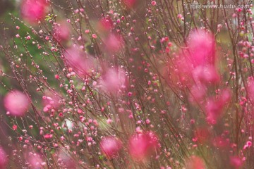 写意桃花