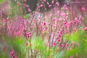 写意桃花