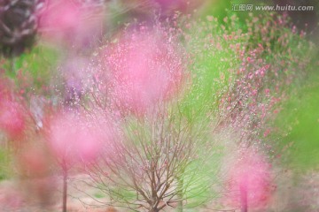 写意桃花