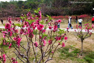 桃花园