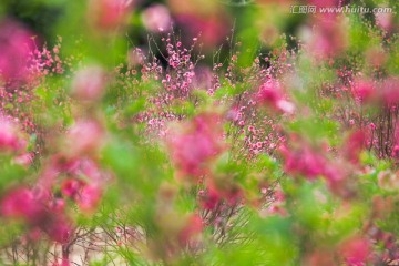 写意桃花