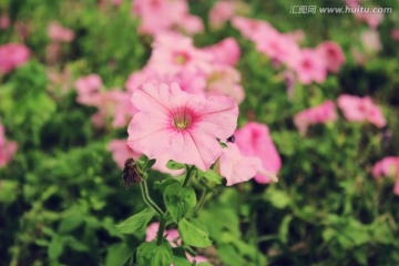 粉红色牵牛花