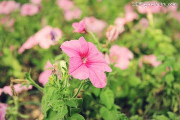 粉红色牵牛花