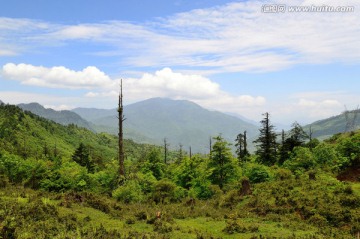 原始森林