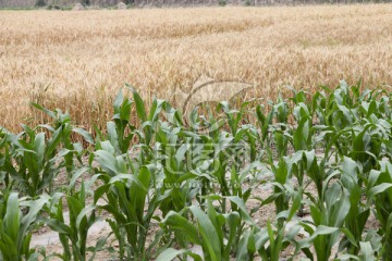 麦子与玉米 麦地 麦子熟了