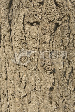 榉木树干纹路素材