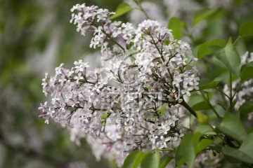 丁香花 白丁香