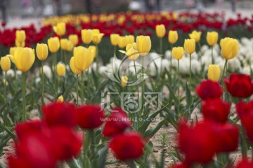 郁金香 郁金香花丛