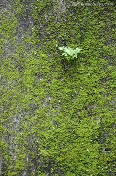 绿苔藓 墙纹