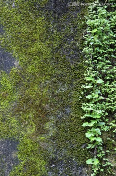 绿苔藓 墙纹