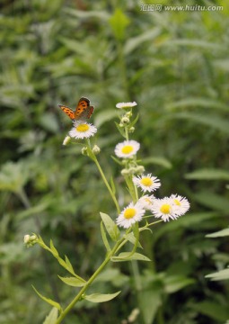 蝶恋花