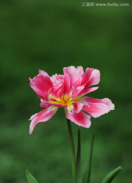 郁金香花特写