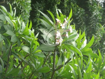 深圳 國際園林 花卉博覽園