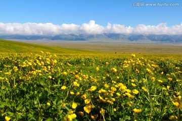 花的海洋