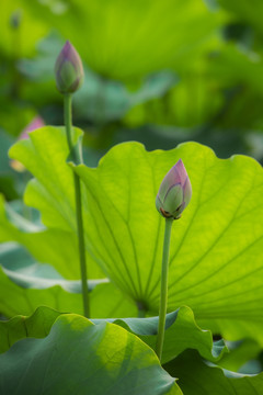 荷花蕾