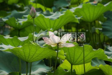 荷花池