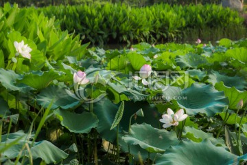 荷花池