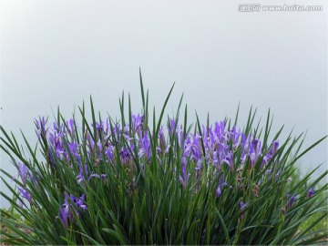 马兰花 兰花 紫色 兰草