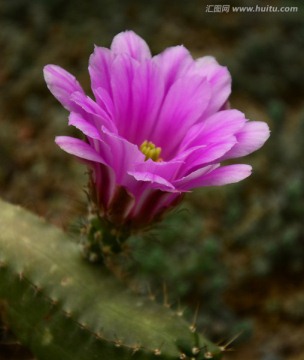 仙人掌花