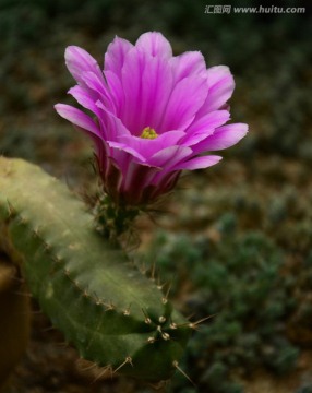 仙人掌花