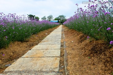 花间小路