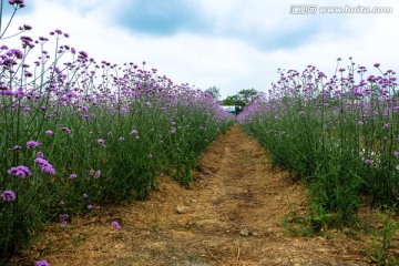 浪漫花海