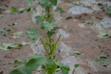 被冰雹砸烂的棉花苗