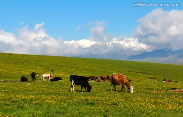 天山牧场