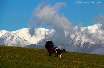 高原牧场