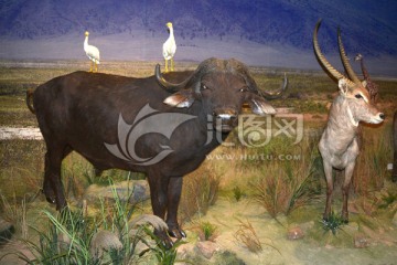 非洲野牛和牛背鹭水羚