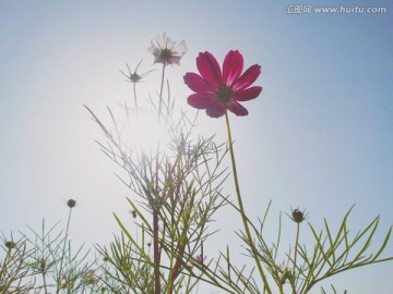 格桑花 幸福花