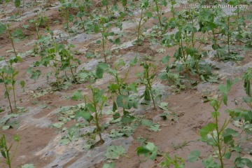 被冰雹砸烂的棉花苗