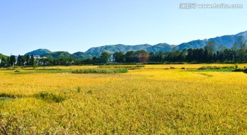 金黄稻田