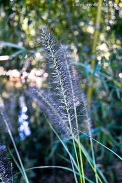 狗尾巴草